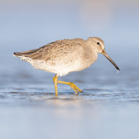 Short-billed Dowitcher